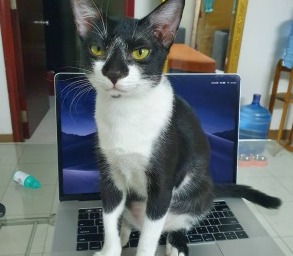 NetlifyCMSを使ってみた